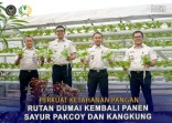 Perkuat Ketahanan Pangan, Rutan Dumai Kembali Panen Sayur Pakcoy dan Kangkung