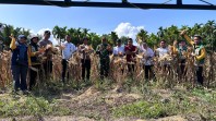 Panen Raya Jagung Pipil Tahap II di Desa Air Emas, Sinergi Pemerintah dan Polri Dukung Swasembada Pangan