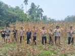 Panen Raya Jagung di Desa Aur Duri, Polsek Kuantan Mudik Dukung Swasembada Pangan 2026