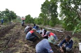 Pokmas Alam Tani Binaan Pertamina Patra Niaga Kilang Dumai Tanam 1.000 Bibit Kopi Robusta