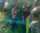 Ketahanan Pangan dari Desa, Bhabinkamtibmas Gurun Panjang Tinjau Perkembangan Jagung Pipil