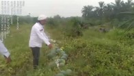 Ketua Lembaga Sikat Perisih Dorong Pengembangan Kelompok Tani Cipta Karya Abadi