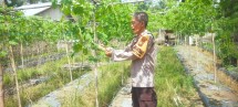 Bhabinkamtibmas Bukit Kapur Cek Pekarangan Pangan Bergizi Tanaman Sawi dan Pare