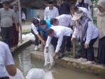 Bupati Solok Salurkan Bantuan Bibit Ikan dari Presiden kepada Masyarakat Nagari Koto Sani