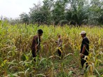 Polsek Kuantan Mudik Cek Perkembangan Jagung Pipil, Dukung Swasembada Pangan 2026
