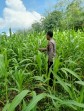 Polsek Kuantan Mudik Cek Perkembangan Jagung Pipil, Dukung Program Swasembada Pangan 2026