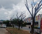 Pohon di Jalan Arah Uban Tanjungpinang Dipotong, Masyarakat Keluh Panas dan Tak Nyaman