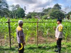 Kapolres Kuansing Pantau Perkembangan Tanaman Jagung di Hulu Kuantan, Perkuat Dukungan Swasembada Pangan 2026